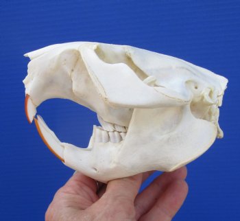 Beaver Skull (4-7/8") for $43.99