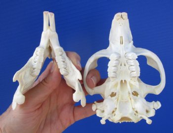 Beaver Skull (4-7/8") for $43.99