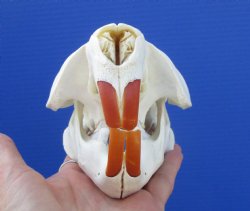 Beaver Skull (5.5") for $43.99