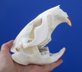 Beaver Skull (5.5") for $43.99