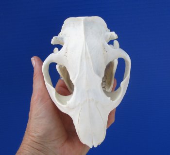 Beaver Skull (5.5") for $43.99