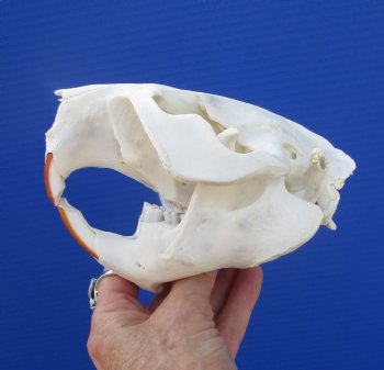Beaver Skull (5.5") for $43.99