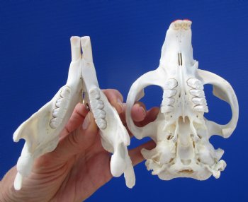 Beaver Skull (5.5") for $43.99