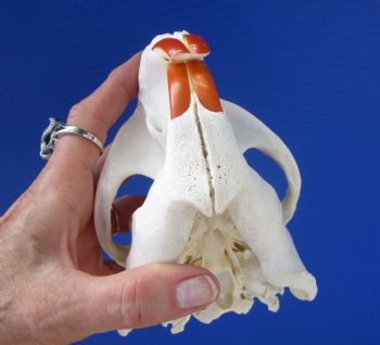 Beaver Skull (5.5") for $43.99