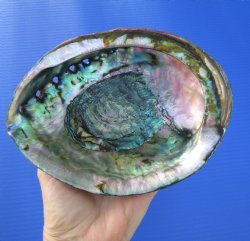 Large Blue Green Abalone Shell, 6-3/4 inches - Buy this one for $19.99
