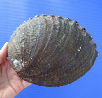 Large Blue Green Abalone Shell, 6-3/4 inches - Buy this one for $19.99