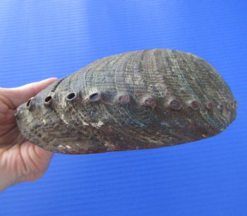 Large Blue Green Abalone Shell, 6-3/4 inches - Buy this one for $19.99