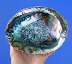 Large Blue Green Abalone Shell, 6-1/2 inches - Buy this one for $19.99