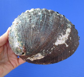 Large Blue Green Abalone Shell, 6-1/2 inches - Buy this one for $19.99