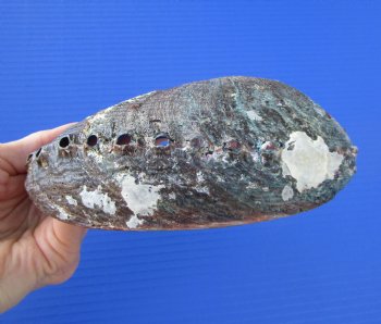 Large Blue Green Abalone Shell, 6-1/2 inches - Buy this one for $19.99