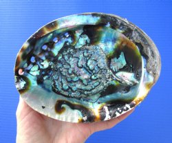 Large Blue Green Abalone Shell, 6-1/2 inches - Buy this one for $19.99