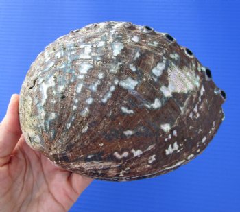 Large Blue Green Abalone Shell, 6-1/2 inches - Buy this one for $19.99