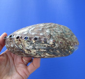 Large Blue Green Abalone Shell, 6-1/2 inches - Buy this one for $19.99