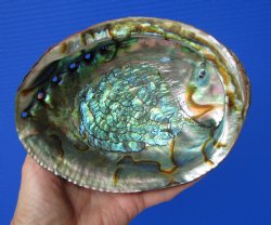 Large Blue Green Abalone Shell, (7X5.25) for $23.99