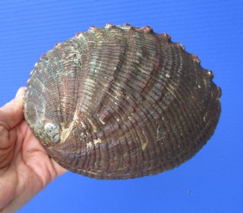 Large Blue Green Abalone Shell, (7X5.25) for $23.99