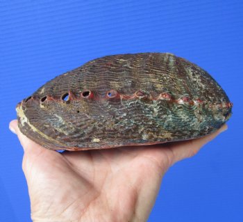 Large Blue Green Abalone Shell, (7X5.25) for $23.99