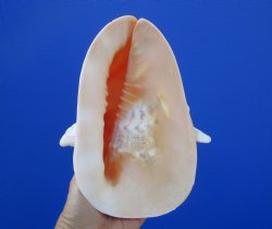 Cassis Cornuta Shell, Horned Helmet (7-7/8) - Buy this for $17.99