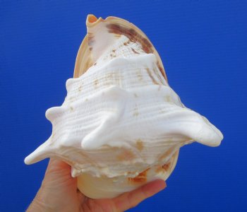 Cassis Cornuta Shell, Horned Helmet (7-7/8) - Buy this for $17.99