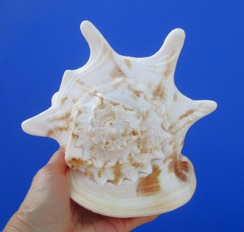 Cassis Cornuta Shell, Horned Helmet (7-7/8) - Buy this for $17.99