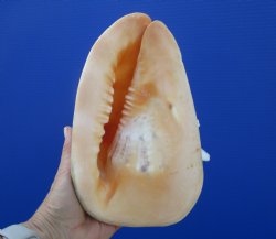 Cassis Cornuta Shell, Horned Helmet (8-5/8) - Buy this for $17.99