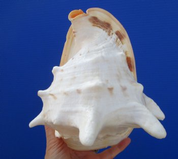 Cassis Cornuta Shell, Horned Helmet (8-5/8) - Buy this for $17.99