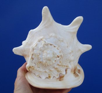 Cassis Cornuta Shell, Horned Helmet (8-5/8) - Buy this for $17.99