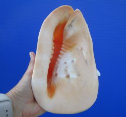 Cassis Cornuta Shell, Horned Helmet (8.25) - Buy this for $17.99