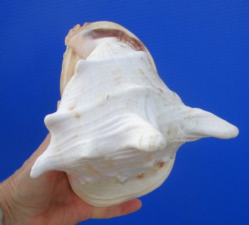 Cassis Cornuta Shell, Horned Helmet (8.25) - Buy this for $17.99