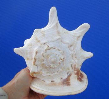 Cassis Cornuta Shell, Horned Helmet (8.25) - Buy this for $17.99