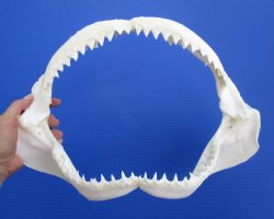 Genuine Bull Shark Jaw (Carcharhinus leucas) 14.25" L - Buy this for $184.99