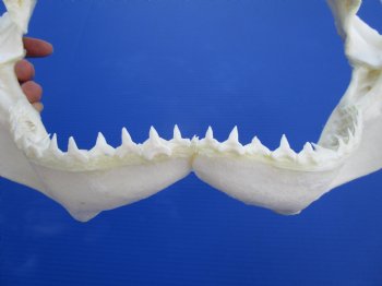 Genuine Bull Shark Jaw (Carcharhinus leucas) 14.25" L - Buy this for $184.99