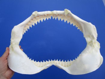 Genuine Bull Shark Jaw (Carcharhinus leucas) 14.25" L - Buy this for $184.99