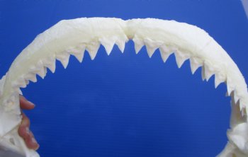 Genuine Bull Shark Jaw (Carcharhinus leucas) 14.25" L - Buy this for $184.99
