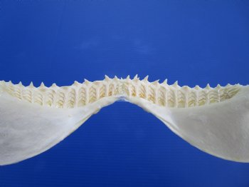 Genuine Bull Shark Jaw (Carcharhinus leucas) 14.25" L - Buy this for $184.99