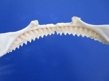Genuine Bull Shark Jaw (Carcharhinus leucas) 14.25" L - Buy this for $184.99