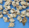 2 to 3 inches Apple Murex Shells - 1 gallon (3.5 pounds) @ $18.99; 3 gallons @ $15.20 gallon