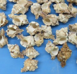 3.5 pound bag Apple Murex Shells 2 to 3 inches - $14.99 a bag; 3 @ $13.60 gallon