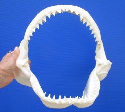 Authentic Bull Shark Jaw (Carcharhinus leucas) 13Lx12H<Font color=red> WITH VERY SHARP TEETH </font> for $164.99