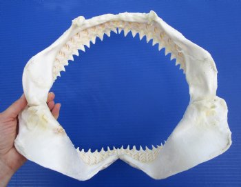 Authentic Bull Shark Jaw (Carcharhinus leucas) 13Lx12H<Font color=red> WITH VERY SHARP TEETH </font> for $164.99