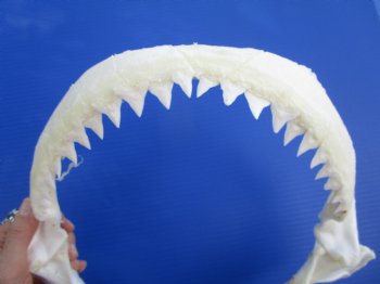 Authentic Bull Shark Jaw (Carcharhinus leucas) 13Lx12H<Font color=red> WITH VERY SHARP TEETH </font> for $164.99