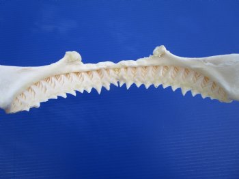 Authentic Bull Shark Jaw (Carcharhinus leucas) 13Lx12H<Font color=red> WITH VERY SHARP TEETH </font> for $164.99