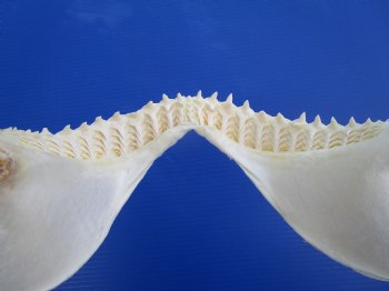 Authentic Bull Shark Jaw (Carcharhinus leucas) 13Lx12H<Font color=red> WITH VERY SHARP TEETH </font> for $164.99