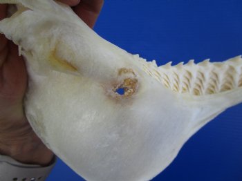 Authentic Bull Shark Jaw (Carcharhinus leucas) 13Lx12H<Font color=red> WITH VERY SHARP TEETH </font> for $164.99