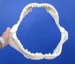 Tiger Shark Jaw, (Galeocerdo cuvier) 17.5 inches - Buy this one for $349.99 (Delivery Signature Required)