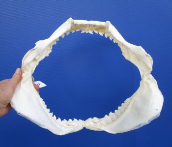 Tiger Shark Jaw, (Galeocerdo cuvier) 17.5 inches - Buy this one for $349.99 (Delivery Signature Required)