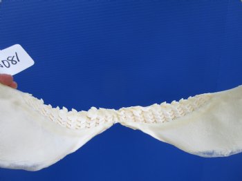 Tiger Shark Jaw, (Galeocerdo cuvier) 17.5 inches - Buy this one for $349.99 (Delivery Signature Required)