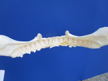 Tiger Shark Jaw, (Galeocerdo cuvier) 17.5 inches - Buy this one for $349.99 (Delivery Signature Required)