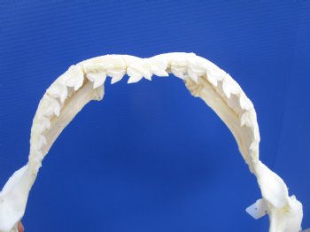 Tiger Shark Jaw, (Galeocerdo cuvier) 17.5 inches - Buy this one for $349.99 (Delivery Signature Required)