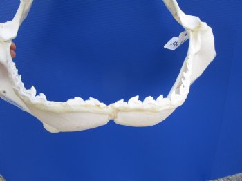 Tiger Shark Jaw, (Galeocerdo cuvier) 17.5 inches - Buy this one for $349.99 (Delivery Signature Required)