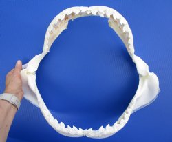 Authentic Tiger Shark Jaw Specimen (18" Wide) 100% Real Galeocerdo cuvier for $424.99  (Delivery Signature Required)